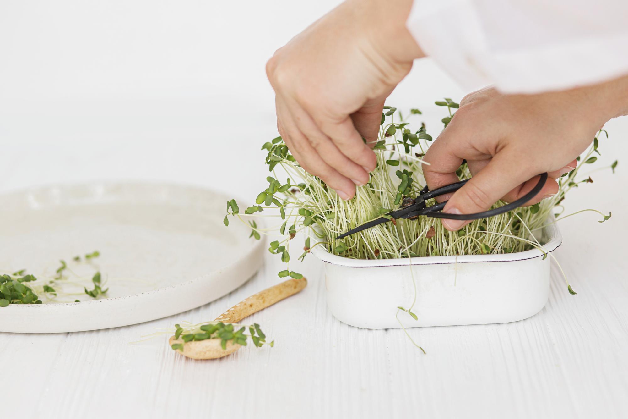 Close-up of hands arranging microgreens on toast
